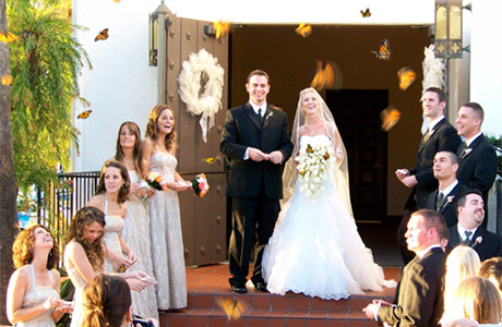 Салют из бабочек на свадьбу