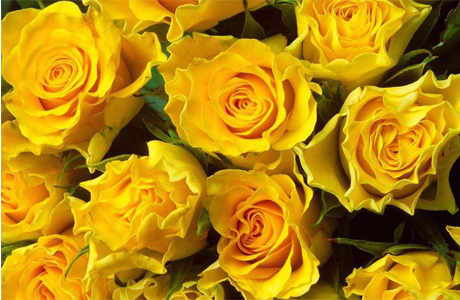 Желтые розы - разлука