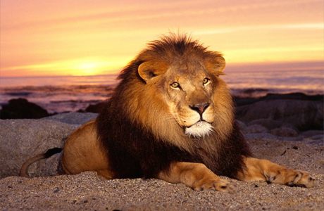 Совместимость в любви Льва и Льва