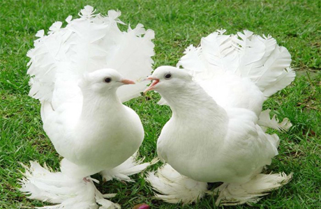 Свадебные голуби