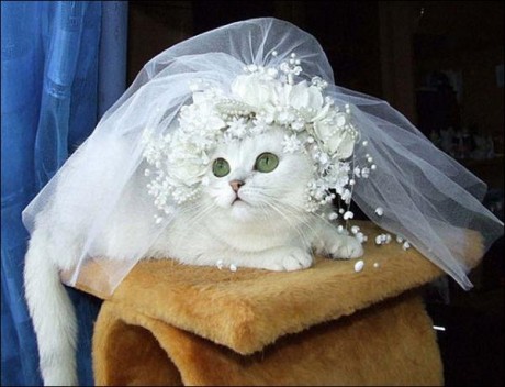 Кошка Сесилия вышла замуж