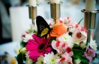 Живая бабочка - неординарный свадебный подарок