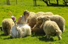 Китайский свадебный гороскоп 2012: Коза (Овца)