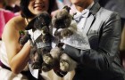 Китайский свадебный гороскоп 2012: Кролик (Кот)