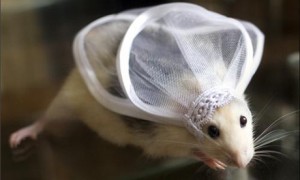 Китайский свадебный гороскоп 2012: Крыса