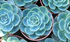 echeveria