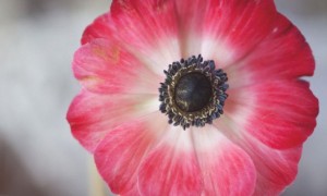 anemone-wedding-flowers-red-white-black__full