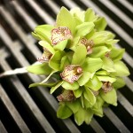 Свадебный букет с использованием салатовых орхидей